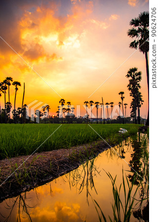 Dongtan Samkhok palm trees and rice fields during sunset in Pathum Thani, Bangkok, Thailand 90624706