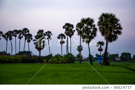 Dongtan Samkhok palm trees and rice fields during sunset in Pathum Thani, Bangkok, Thailand Dongtan Samkhok palm trees and rice fields during sunset in Pathum Thani, Bangkok, Thailand 90624737
