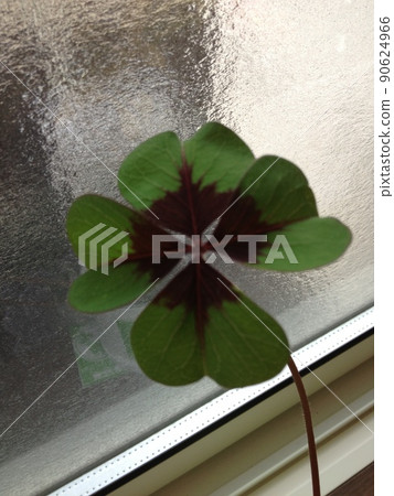A photograph of a four-leaf clover with a window glass in the background A photograph of a four-leaf clover with a window glass in the background 90624966