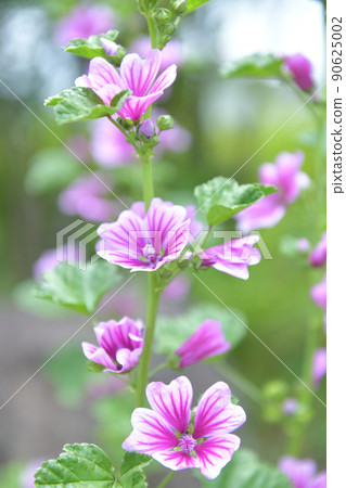 Hakushu-cho, Hokuto City, Xenia oy or Usvenia oy flower 90625002