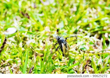 一種金色的金蟲，長著透明翅膀的天鵝絨金龜子，張開翅膀，試圖從大量生長的草坪上起飛 90625272