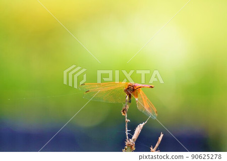 The back view of a red dragonfly that stops at the tip of a branch outdoors The back view of a red dragonfly that stops at the tip of a branch outdoors 90625278