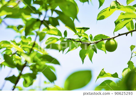 藍天背景下的綠葉梅樹 90625293