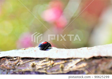 A small ladybug with a red circle on black walking on a tree branch A small ladybug with a red circle on black walking on a tree branch 90625299