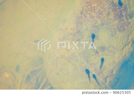 幾隻青蛙幼蟲站在池塘里的石頭上,一隻黑蝌蚪 幾隻青蛙幼蟲站在池塘里的石頭上,一隻黑蝌蚪 90625305