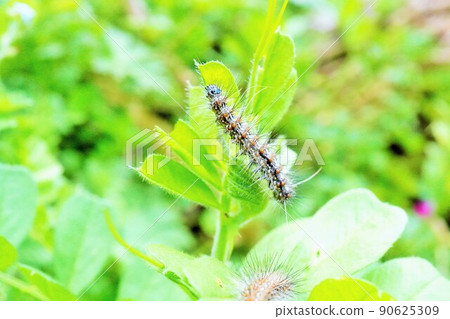 Caterpillar, Morus alba persimilis larva walking on the leaves of the common vetch 90625309