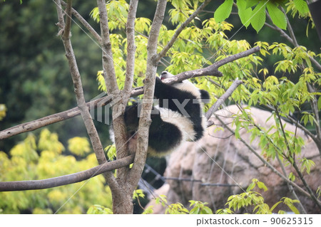 小熊貓爬樹 90625315
