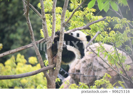 小熊貓爬樹 90625316