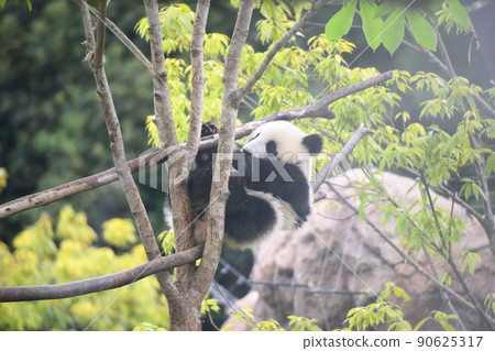 小熊貓爬樹 90625317