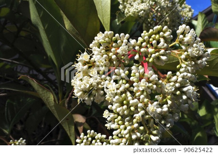 甜莢蓮的白花 甜莢蓮的白花 90625422