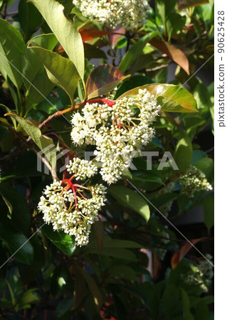 White flowers of sweet viburnum White flowers of sweet viburnum 90625428