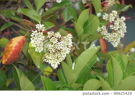 White flowers of sweet viburnum White flowers of sweet viburnum 90625429