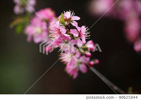 春天回來,日本梅花盛開 春天回來,日本梅花盛開 90625844
