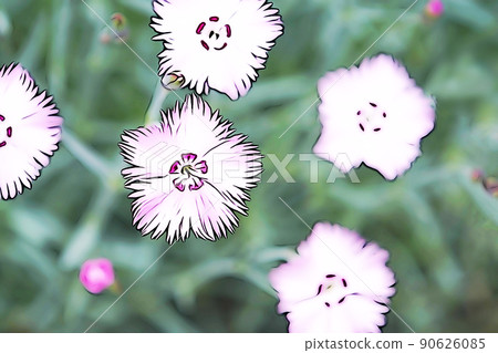 柔和的“盛開的石竹花”插圖圖像 90626085