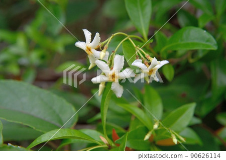 亞洲茉莉花蕾 亞洲茉莉花蕾 90626114