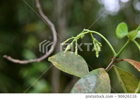 亞洲茉莉花蕾 亞洲茉莉花蕾 90626116