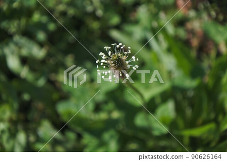 Hella octopus flowers Hella octopus flowers 90626164