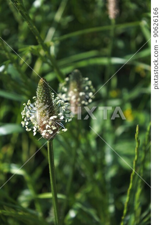 海拉章魚花 海拉章魚花 90626166