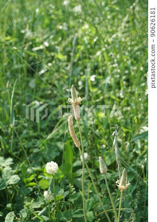海拉章魚花 90626181