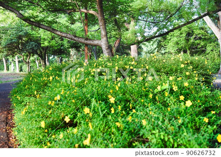 寺池清晨的黃色小花 90626732