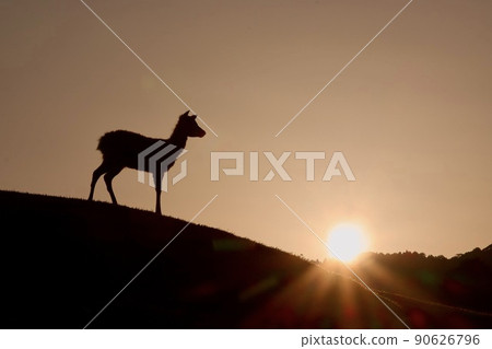 Nara deer Nara deer 90626796