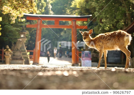 Nara deer Nara deer 90626797