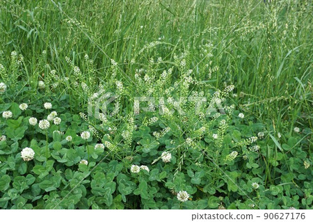 薺菜 (Penpengusa) 鮮花和水果 90627176