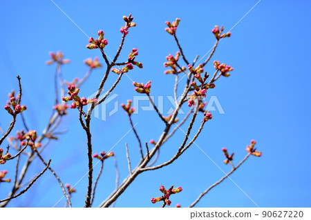 櫻花芽 90627220