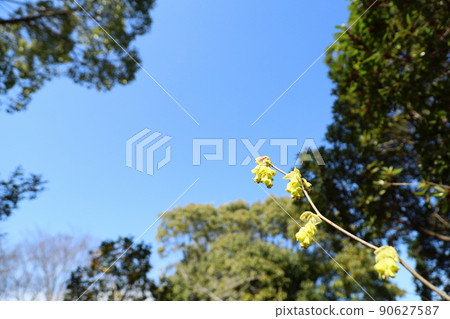 Corylopsis spicum flower Corylopsis spicum flower 90627587