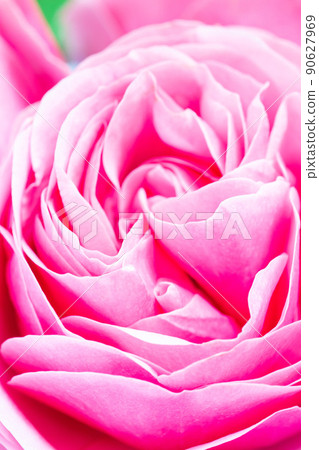 Beautiful pink garden rose petals, vertical closeup Beautiful pink garden rose petals, vertical closeup 90627969