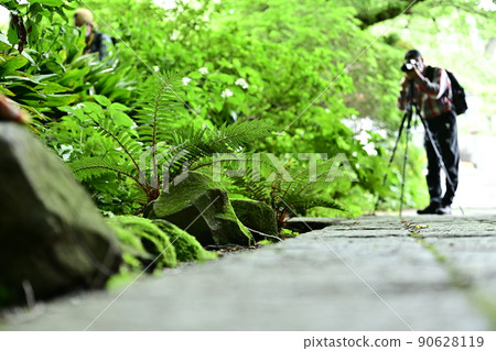 Taking a picture of the fresh green Photographer who takes a picture of the fresh green with the elegant stone pavement and the fresh green along the stream beside the moss covering the stone. Taking a picture of the fresh green Photographer who takes a picture of the fresh green with the elegant stone pavement and the fresh green along the stream beside the moss covering the stone. 90628119