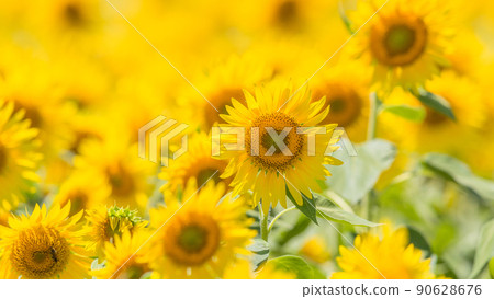 [Kanagawa Prefecture] Sunflowers that bloom vigorously * Sunflowers 90628676