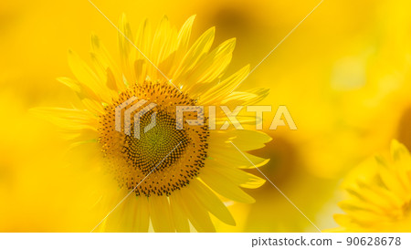 [神奈川縣]盛開的向日葵*向日葵 90628678