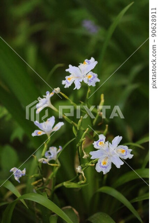 2021 A white butterfly flower that heals the hearts of visitors to a rural park in Hatoyama Town, Saitama Prefecture, which was selected as the happiest town in Japan. 90628911