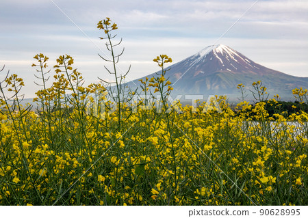 Mt. Fuji and rape field evening view (Yamanashi Lake Kawaguchi, May 2022) 90628995