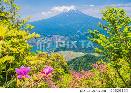 (Yamanashi Prefecture) View of Mt. Fuji from the azalea blooming Shindo Pass ridgeline 90629163