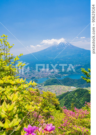 （山梨縣）從杜鵑花盛開的新道峠山脊眺望富士山 90629164