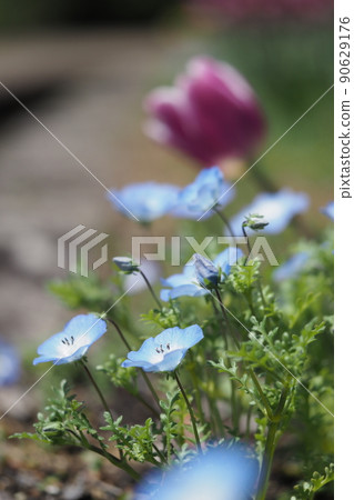 Nemophila flowers and tulips Nemophila flowers and tulips 90629176