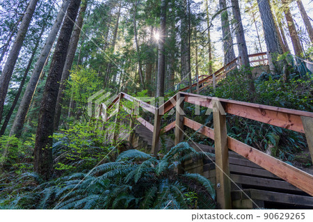 Beautiful wooden path in the rainforest. Lynn Canyon Park, North Vancouver, British Columbia, Canada. 90629265