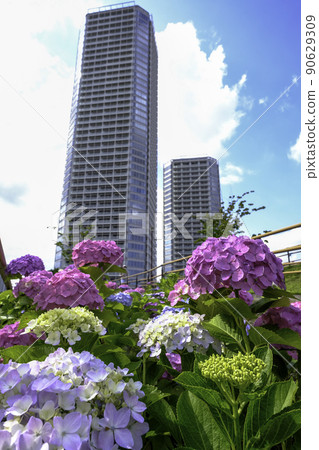 Pink hydrangea and high-rise apartment Pink hydrangea and high-rise apartment 90629309
