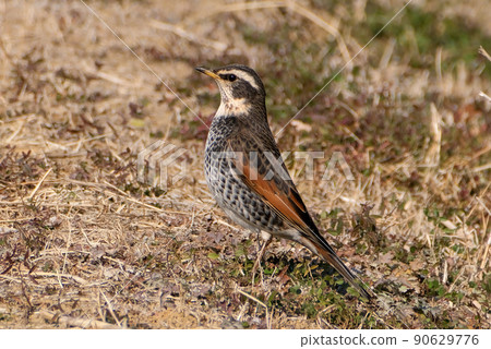 Thrush, a wild bird that often looks unique and makes funny poses near the river in winter 90629776