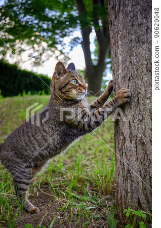 Cat's pet cat in the park 90629948
