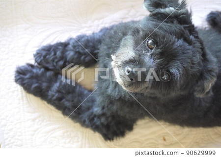 The cute eyes of the puppy are staring at you. 90629999