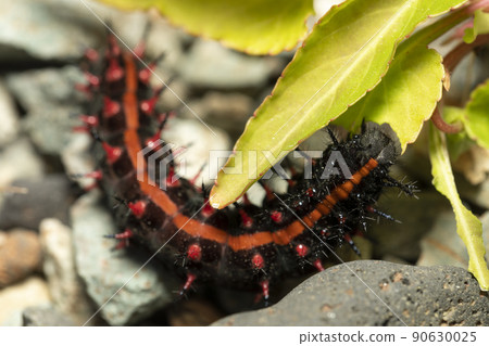 Indian fritillary larva 90630025