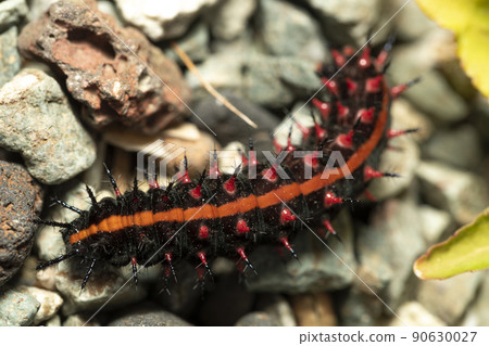 Indian fritillary larva 90630027