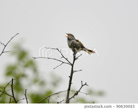 Warbler singing at the tip of a branch 90630083