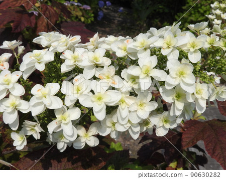 A flower of "Oakleaf Hydrangea" that stands up like a tower and is also called a pyramid hydrangea 90630282