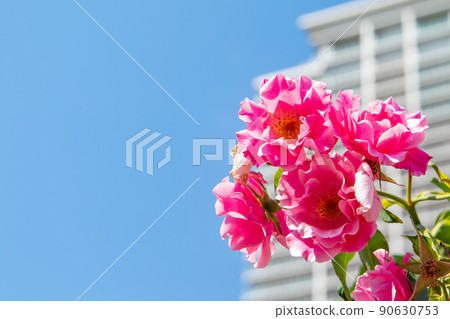 Pink roses against the backdrop of skyscrapers and blue sky Pink roses against the backdrop of skyscrapers and blue sky 90630753