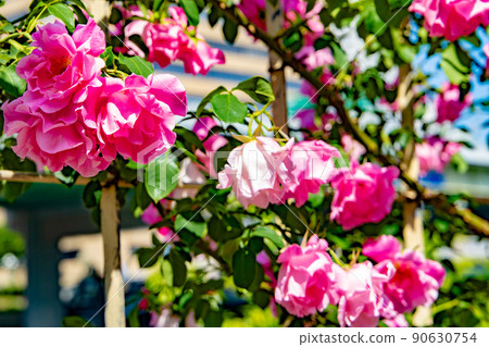 Pink rose flower Pink rose flower 90630754
