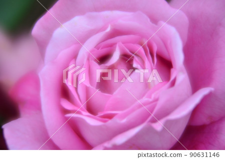 Rose   90631146